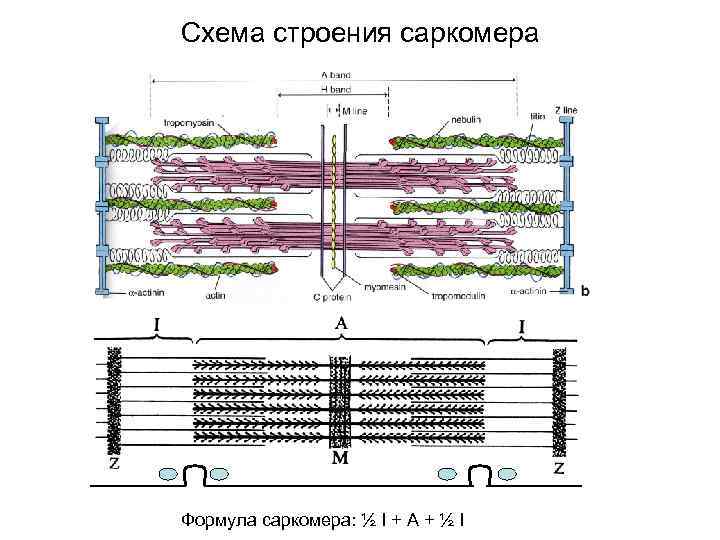 Схема строения саркомера Формула саркомера: ½ I + A + ½ I 