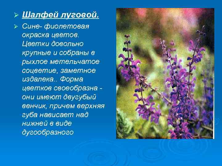 Ø Шалфей луговой. Ø Сине- фиолетовая окраска цветов. Цветки довольно крупные и собраны в