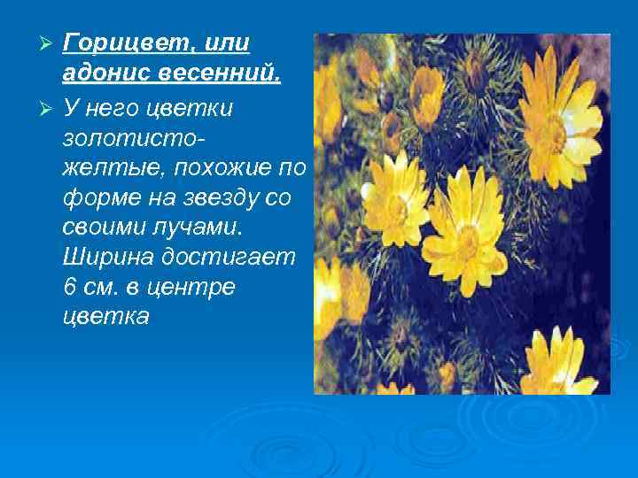 Горицвет, или адонис весенний. Ø У него цветки золотистожелтые, похожие по форме на звезду