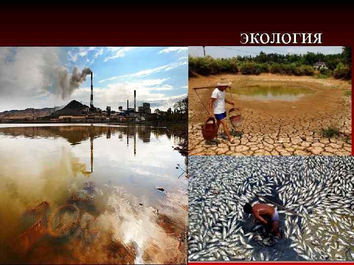 экология 