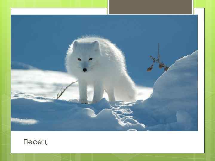 Песец 