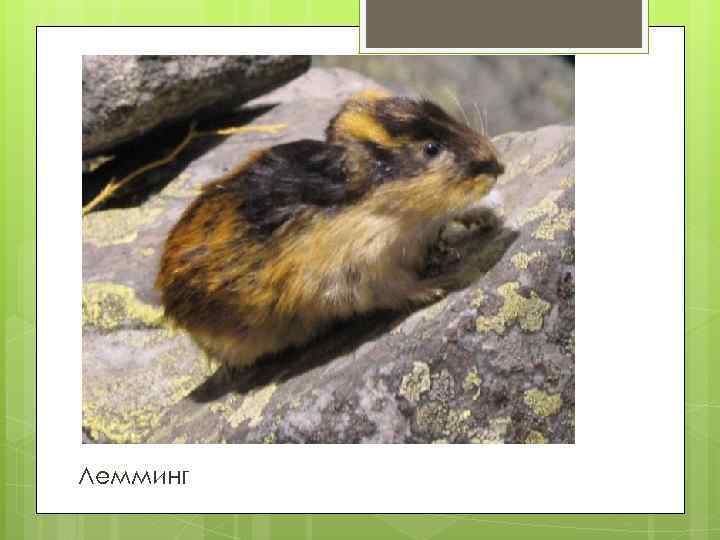 Лемминг 