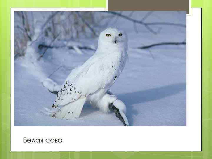 Белая сова 