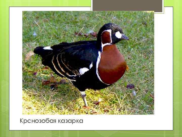 Крснозобая казарка 