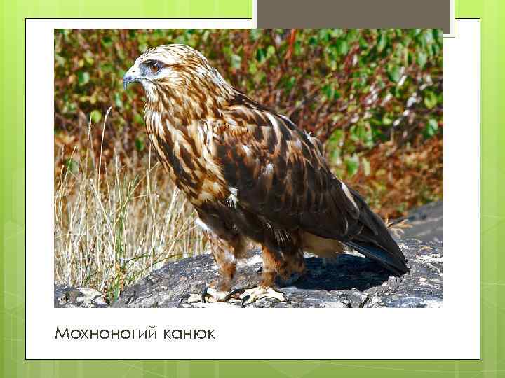 Мохноногий канюк 