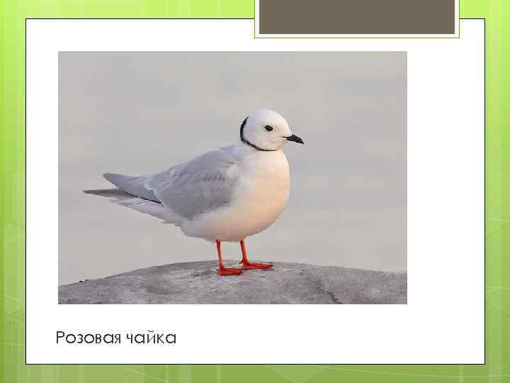 Розовая чайка 
