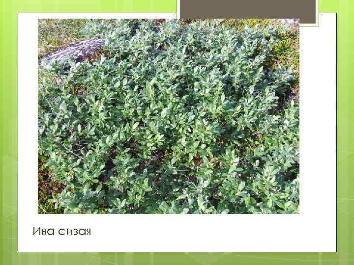 Ива сизая 