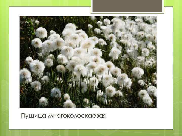 Пушица многоколоскаовая 