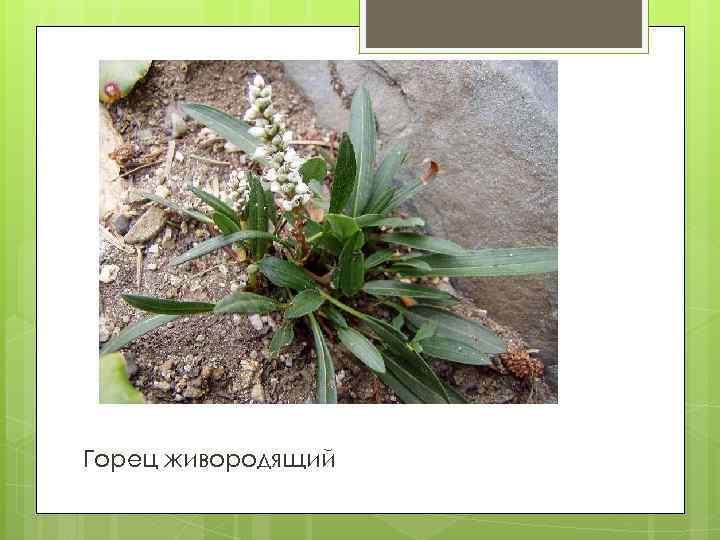 Горец живородящий 