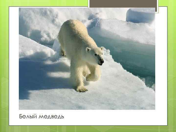 Белый медведь 