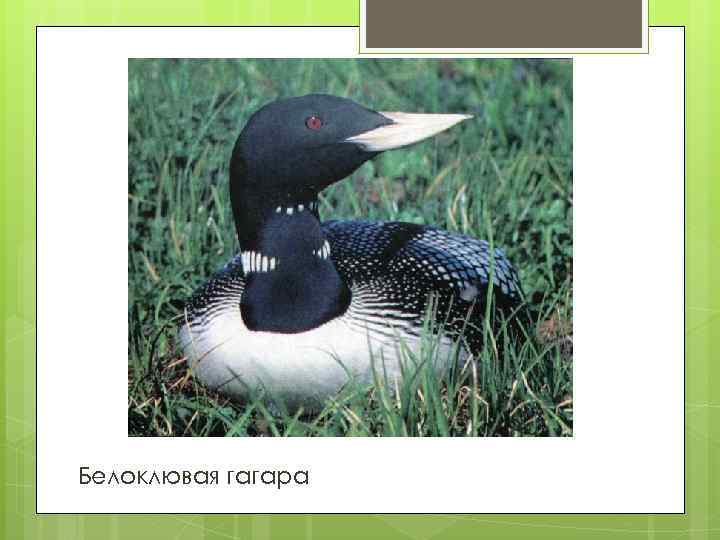 Белоклювая гагара 