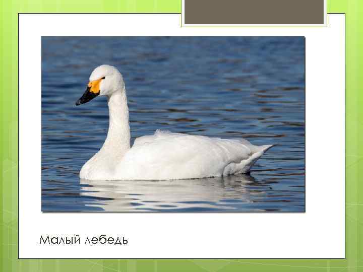 Малый лебедь 