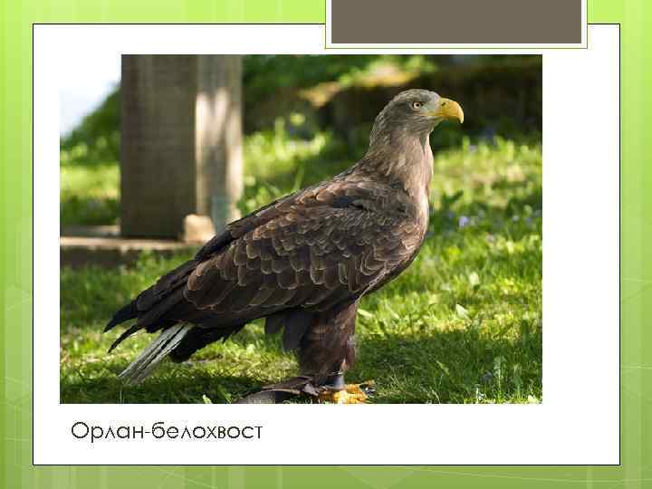 Орлан-белохвост 