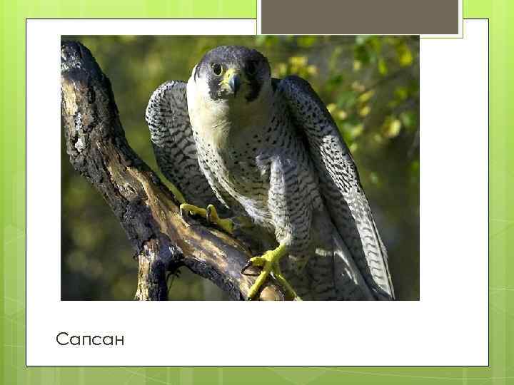 Сапсан 