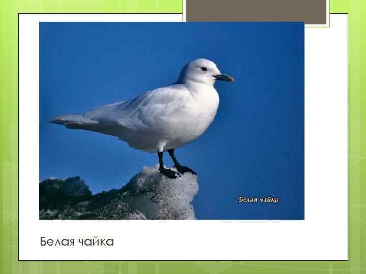 Белая чайка 