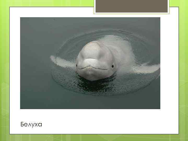 Белуха 