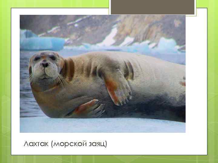 Лахтак (морской заяц) 
