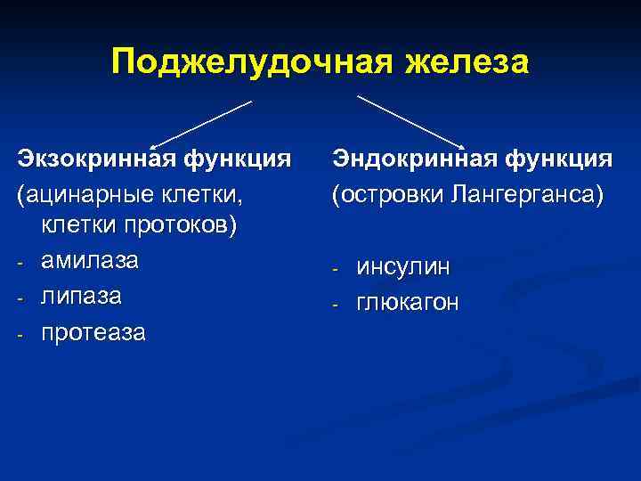 Поджелудочная железа Экзокринная функция (ацинарные клетки, клетки протоков) амилаза липаза протеаза Эндокринная функция (островки