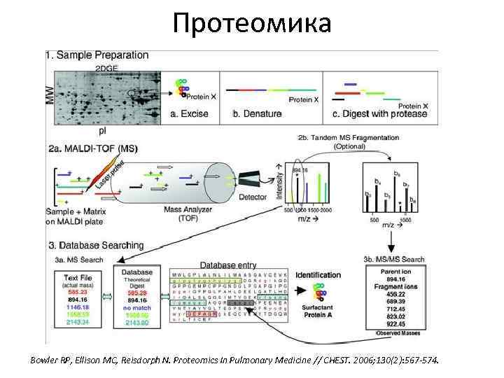 Протеомика Bowler RP, Ellison MC, Reisdorph N. Proteomics In Pulmonary Medicine // CHEST. 2006;