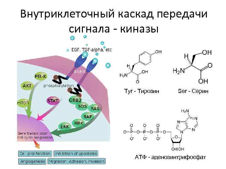 Внутриклеточный каскад передачи сигнала - киназы Tyr - Тирозин Ser - Серин АТФ -