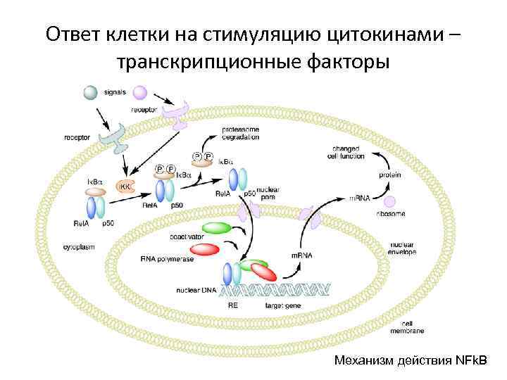 Ответ клетки на стимуляцию цитокинами – транскрипционные факторы Механизм действия NFk. B 