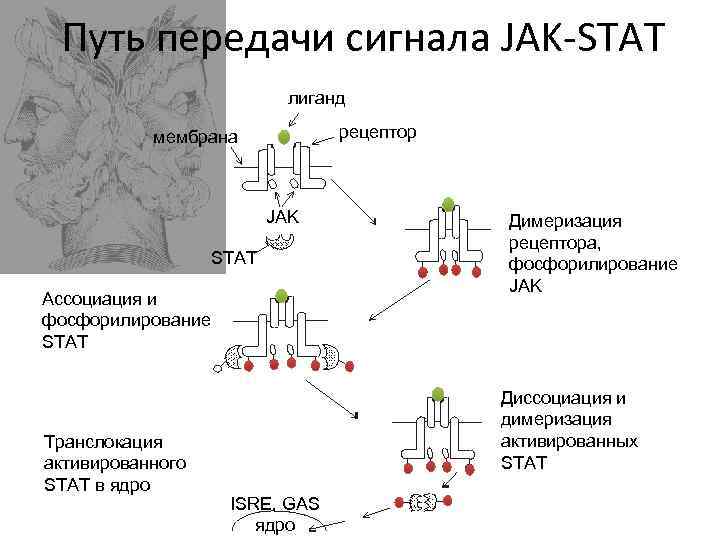 Схема передачи сигнала от цитокинов