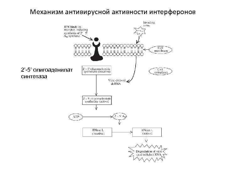 Схема действия интерферонов иммунология