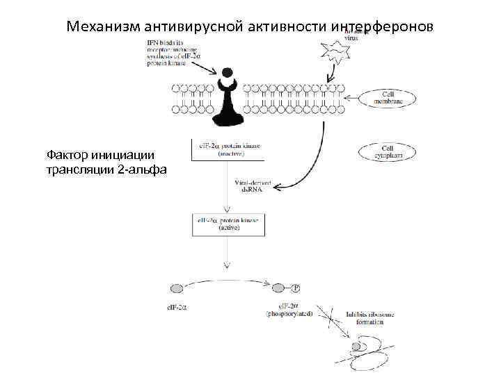 Технологическая схема получения интерферона