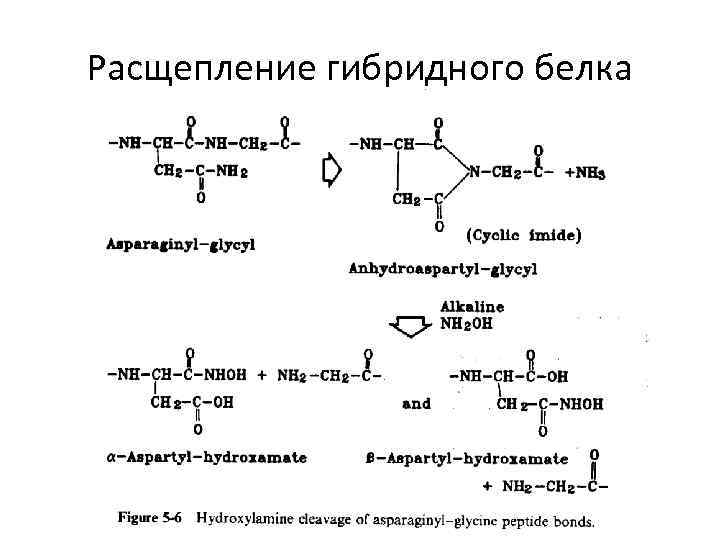 Расщепление гибридного белка 