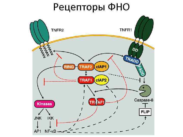 Фактор фактори. Фактор некроза опухоли α. Фактор некроза опухоли Альфа рецепторы. Фактор некроза опухоли механизм действия. Рецепторы ФНО.