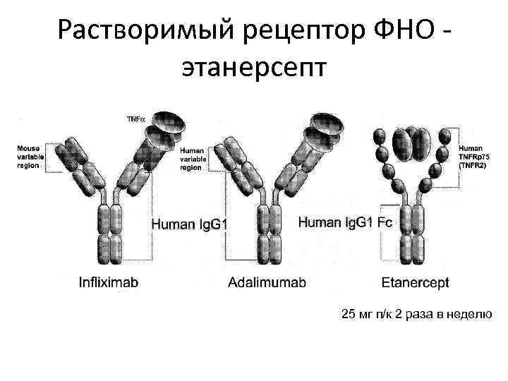 Фно это. Фактор некроза опухоли строение. Рецепторы ФНО. Цитокины семейства рецепторов фактора некроза опухоли. ФНО Альфа.