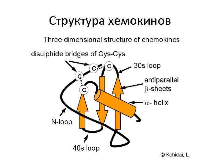 Структура хемокинов 