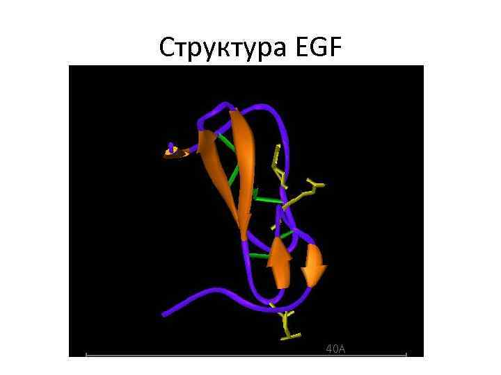 Структура EGF 