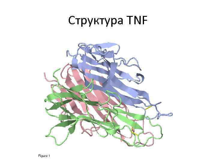 Структура TNF 