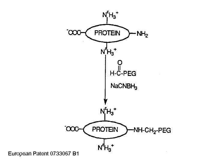 European Patent 0733067 B 1 