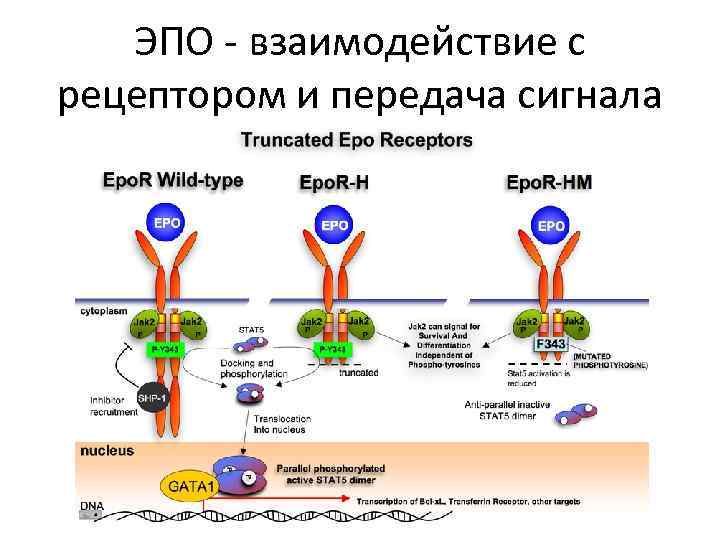 ЭПО - взаимодействие с рецептором и передача сигнала 