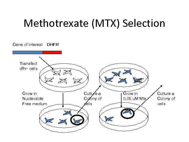 Methotrexate (MTX) Selection Gene of interest DHFR Transfect dfhr- cells Grow in Nucleoside Free