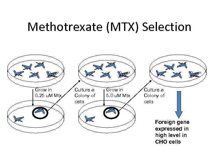 Methotrexate (MTX) Selection Grow in 0. 25 u. M Mtx Culture a Colony of