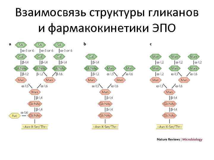 Взаимосвязь структуры гликанов и фармакокинетики ЭПО 