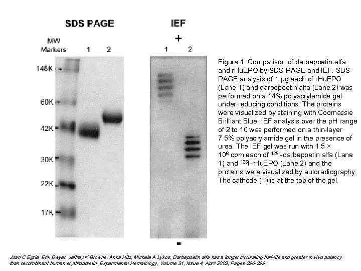 Figure 1. Comparison of darbepoetin alfa and r. Hu. EPO by SDS-PAGE and IEF.