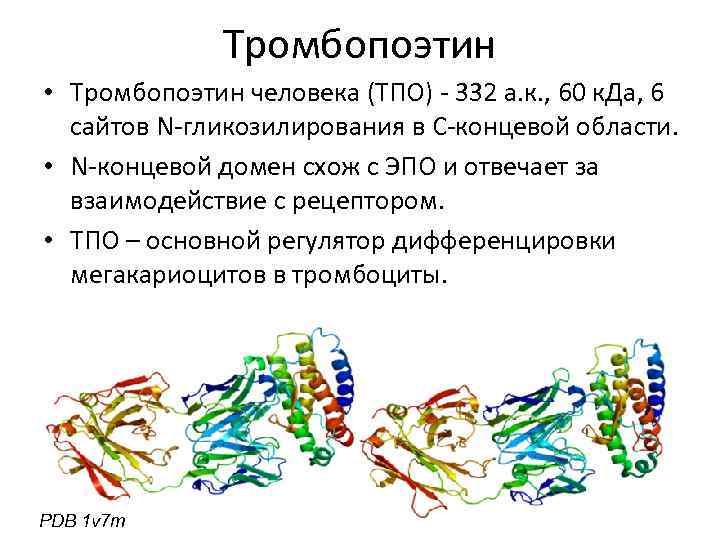 Тромбопоэтин • Тромбопоэтин человека (ТПО) - 332 а. к. , 60 к. Да, 6