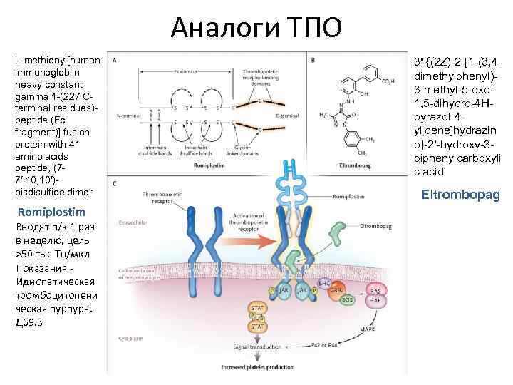 Аналоги ТПО L-methionyl[human immunogloblin heavy constant gamma 1 -(227 Cterminal residues)peptide (Fc fragment)] fusion