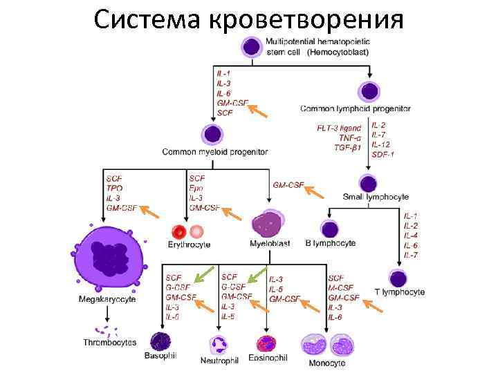 Система кроветворения 