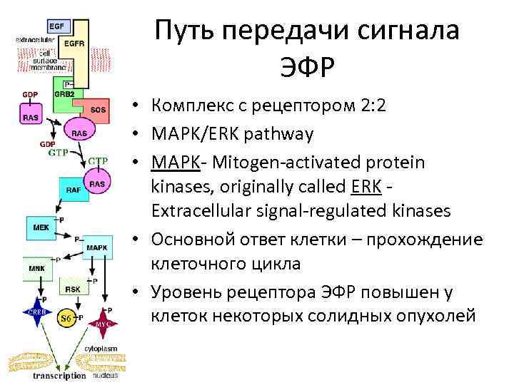 Путь передачи сигнала ЭФР • Комплекс с рецептором 2: 2 • MAPK/ERK pathway •