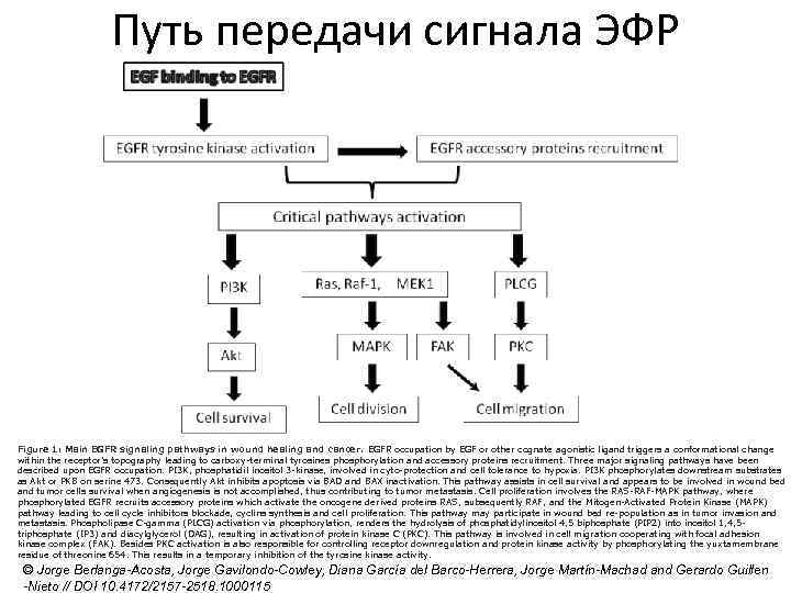 Путь передачи сигнала ЭФР Figure 1: Main EGFR signaling pathways in wound healing and