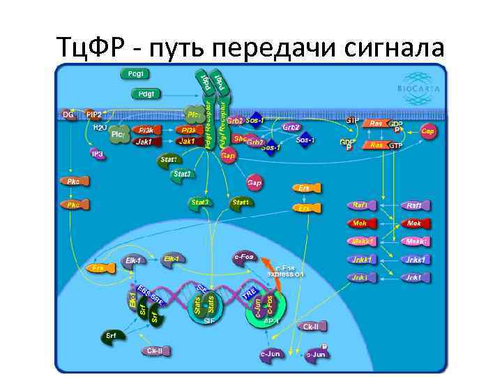 Тц. ФР - путь передачи сигнала 