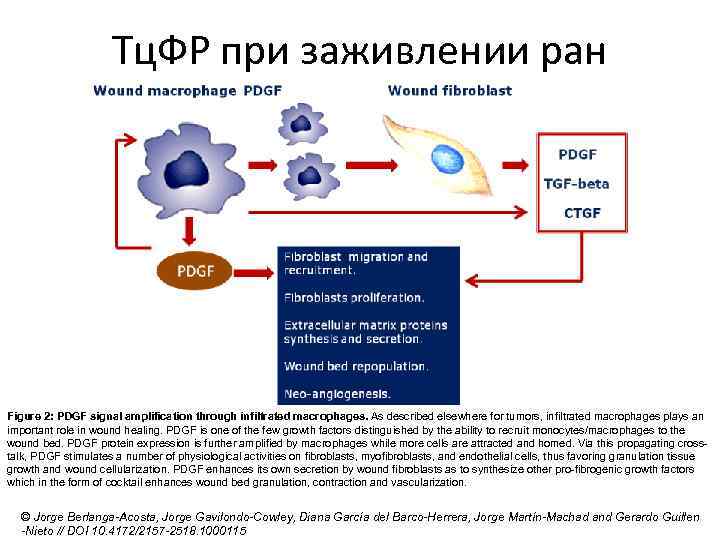 Тц. ФР при заживлении ран Figure 2: PDGF signal amplification through infiltrated macrophages. As