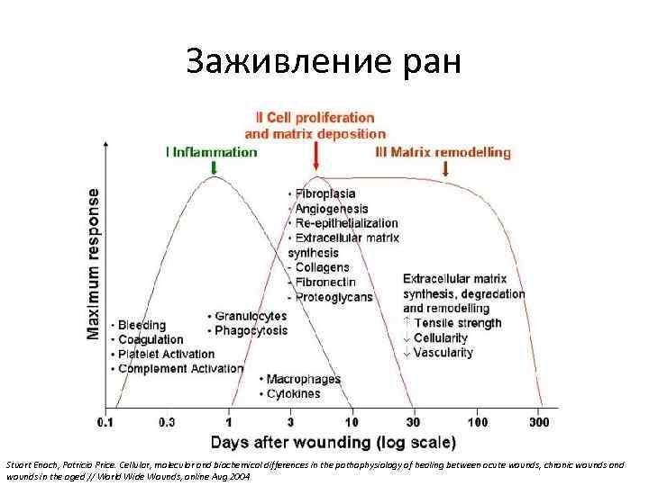 Заживление ран Stuart Enoch, Patricia Price. Cellular, molecular and biochemical differences in the pathophysiology