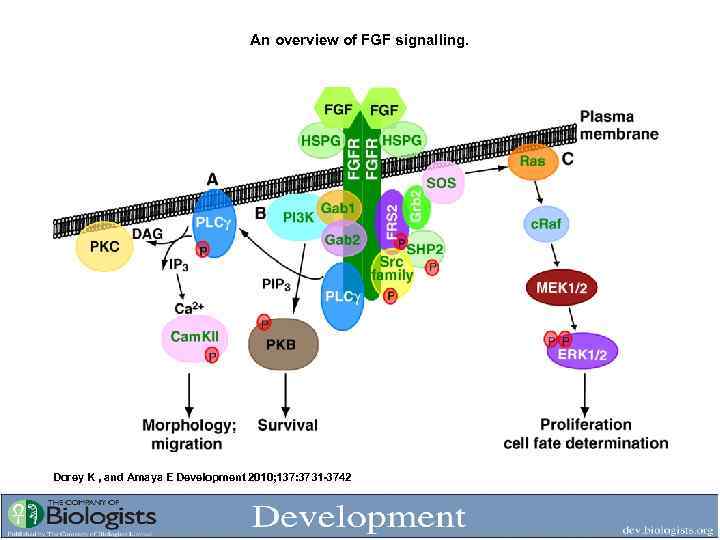 An overview of FGF signalling. Dorey K , and Amaya E Development 2010; 137: