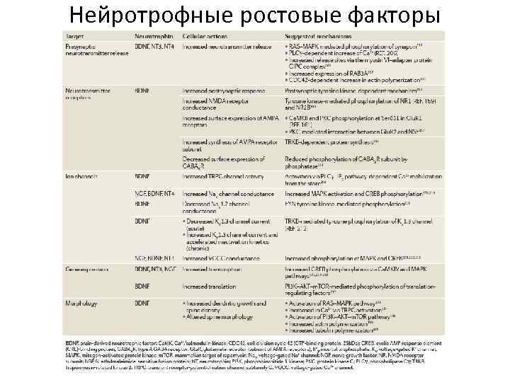 Нейротрофные ростовые факторы 